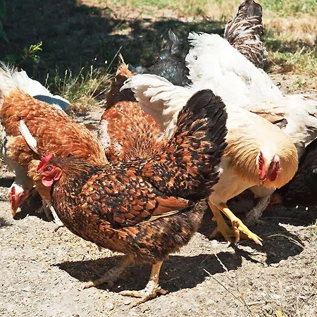 Vakantieboerderij La Buca Di Bellugi